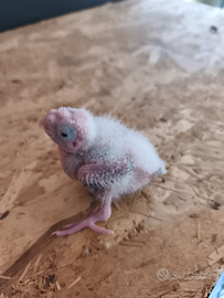 Pappagalli Calopsitte