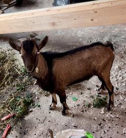 Animali capre