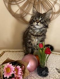 Cucciola Maine coon