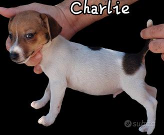 Jack russell