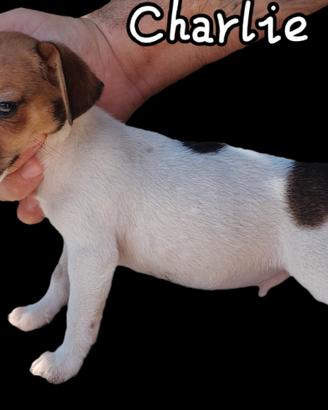 Jack russell