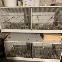 Batteria 3 gabbie terenzani