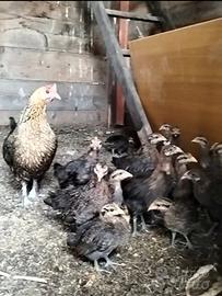 Galline mugellesi e pulcini
