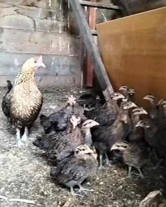 Galline mugellesi e pulcini