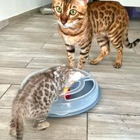 Splendida gattina Bengala, alta genealogia