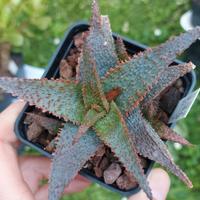 Aloe 'Lavender Star' piante grasse 