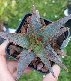 Aloe 'Lavender Star' piante grasse 