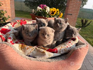 Cuccioli Scottish straight e fold