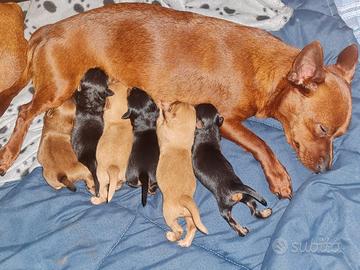 Cuccioli di pinscher pincher nano giocherelloni