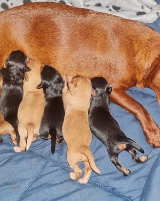 Cuccioli di pinscher pincher nano giocherelloni