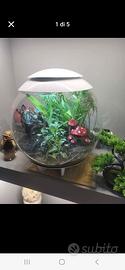 biorb air 60 terrario
