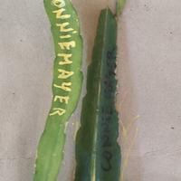 pitaya connie mayer 1 pianta