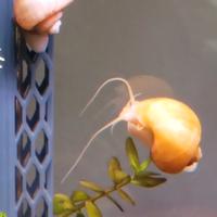 Ampullarie Gold e viola8