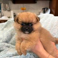 Cucciolo Spitz nano pomerania
