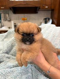 Cucciolo Spitz nano pomerania