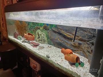 Acquario 500 Litri