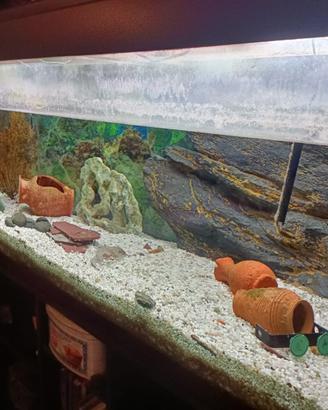 Acquario 500 Litri
