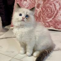Cuccioli Ragdoll