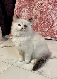 Cuccioli Ragdoll