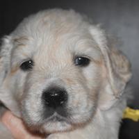 Cuccioli golden retriever