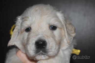 Cuccioli golden retriever