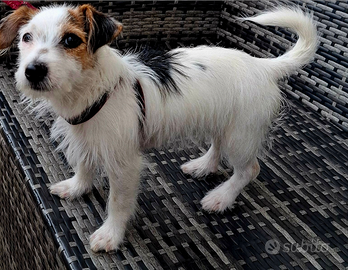 Cucciolo taglia piccola Jack russell