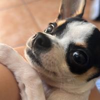 Cane disponibile per monta