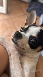 Cane disponibile per monta