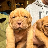 Cuccioli dogue de bordeaux