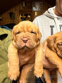 Cuccioli dogue de bordeaux