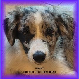 Cucciolo seal merle border collie