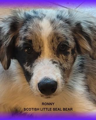 Cucciolo seal merle border collie