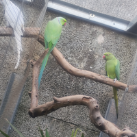 Coppia parrocchetti dal collare verde