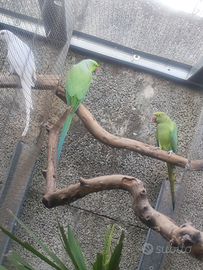 Coppia parrocchetti dal collare verde