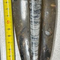 Fossile di Orthoceras 17 cm circa