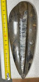 Fossile di Orthoceras 17 cm circa