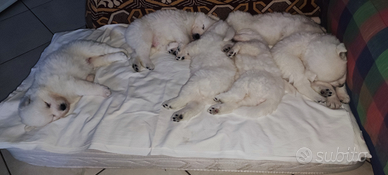 Cucciola di Pastore Maremmano Abruzzese