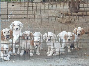 Setter inglese