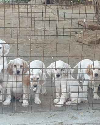 Setter inglese
