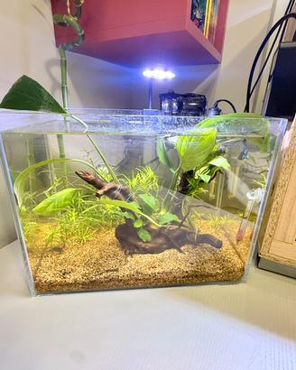 Betta