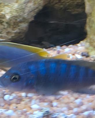 ciclidi africani