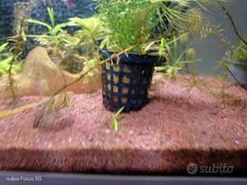 pianta per acquario micranthemum umbrosum