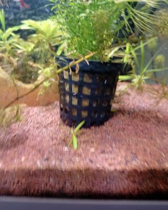 pianta per acquario micranthemum umbrosum