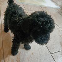 Cucciolo di barboncino nano