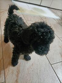 Cucciolo di barboncino nano