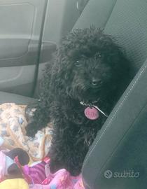 Barboncino Toy femmina cucciolo