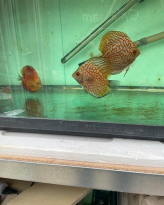 Discus