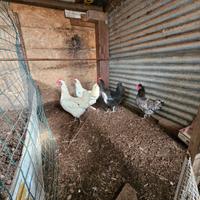 Gallo moroseta bianco e 3 galline