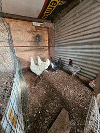 Gallo moroseta bianco e 3 galline