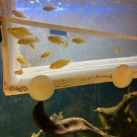 Labidochromis caeruleus